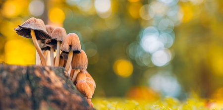 Abstract nature closeup. Small mushrooms, sunset autumn forest background macro nature. Blurred warm foliage. Orange yellow tones. Abstract outdoor park plantsの写真素材