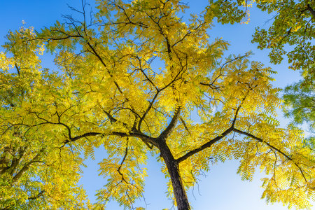 Autumn yellow leaves blue sky background. Golden autumn. Sunny day, warm weather. Dream idyllic...
