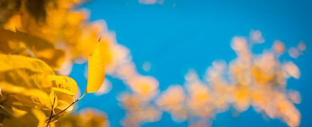 Autumn yellow leaves on blue sky background. idyllic nature closeup, natural sunlight. Golden autumn...