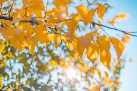 Autumn yellow leaves on blue sky background. idyllic nature closeup, natural sunlight. Golden autumn...
