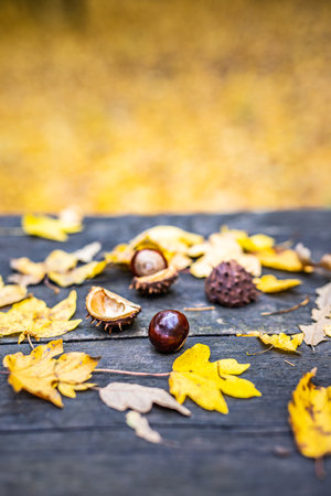 Autumn chestnuts leaves on wooden table top. rustic old wooden flat lay. Greetings and celebration decoration, vintage retro toned colors. Natural plants under soft sunlightの写真素材