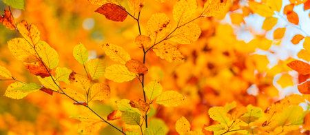 Falling yellow leaves in park bokeh background with sun beams. Autumn nature landscape. Beautiful closeup, golden leaves blurred forest foliage. Idyllic autumnal. Peaceful outdoorsの写真素材