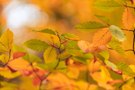 Nature of yellow orange leaves in autumn garden. Natural bright leaves plants using as autumnal background cover environment ecology wallpaper. Autumn defocus leaves sunny natureの写真素材