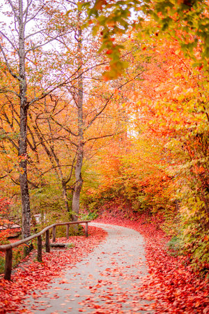 Beautiful trail forest. Sunshine trees. Autumn leaves, gold yellow orange vivid colors. Fall adventure background, nature freedom tranquil foliage. Peaceful sunny landscape pathの写真素材
