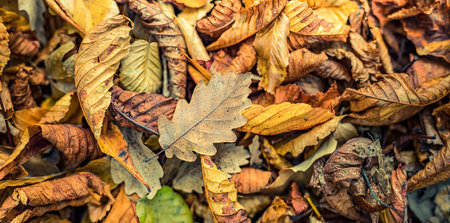 Beautiful closeup. Gold orange fall leaves  park autumn natural background peaceful blurred foliage....