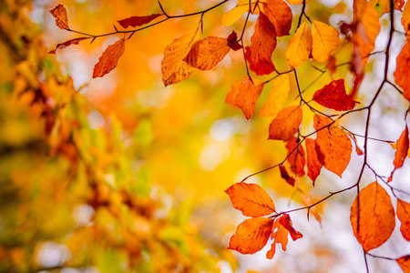 Majestic nature. Colorful autumn leaves golden idyllic fall leaves foliage panorama sunshine...