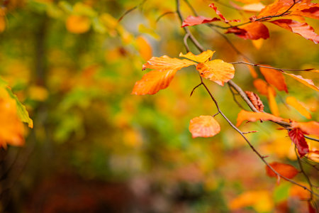 Falling yellow leaves in park bokeh background with sun beams. Autumn nature landscape. Beautiful...