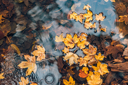 Bright yellow fallen maple leaves in calm water. Autumn natural background. Abstract fall season top view peaceful leaves in shallow water. Peaceful nature foliage tranquil patternの写真素材