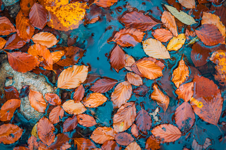 Bright yellow orange fallen maple leaves in calm water. Autumn natural background. Abstract fall season top view peaceful in shallow water. Peaceful nature foliage tranquil patternの写真素材
