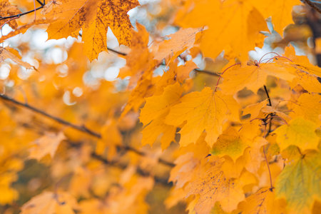 Majestic nature. Colorful autumn maple leaves, golden idyllic fall leaves foliage panorama in sunshine, close-up. Dream october landscape wallpaper peaceful sunset natural forestの写真素材