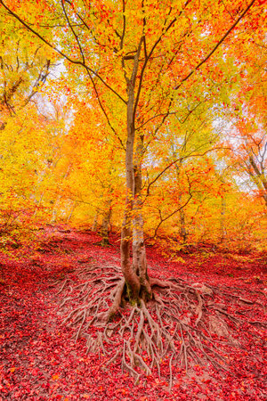 Colorful autumn trees sunrise on meadow. Majestic landscape soft pastel colors, dream nature, sunset autumnal background. Forest leaves closeup golden nature. Peaceful amazing viewの写真素材