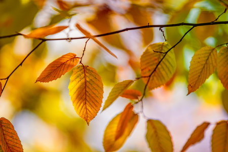 Nature of yellow orange leaves. Natural bright leaves plants using as autumnal background...