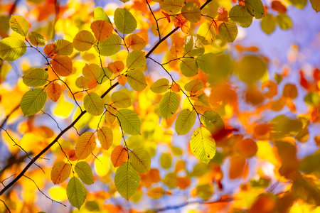 Majestic nature. Colorful autumn leaves, golden idyllic fall leaves foliage panorama  sunshine,...