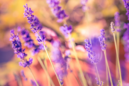 Closeup bright pink purple blooming flowers. Sunset sky summer lavender field. Provence, France. Dream landscape, summer serenity. Sunset light floral meadow field. Amazing natureの写真素材