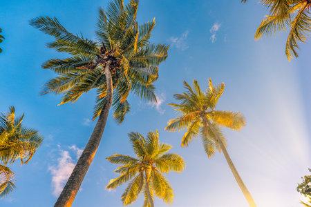 Romantic vibes of tropical palm tree sun light sky background. Outdoor sunset exotic foliage closeup landscape. Coconut palm trees shining sun over bright sky. Summer spring natureの写真素材