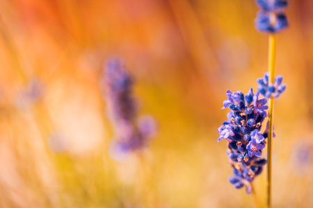 Closeup bright pink purple blooming flowers. Sunset sky summer lavender field. Provence, France. Dream landscape, summer serenity. Sunset light floral meadow field. Amazing natureの写真素材