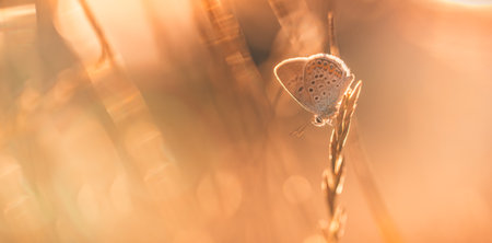 Butterfly in sunset grass meadow peaceful nature. Fantastic tranquil natural floral background. Colorful closeup meadow on bright foliage background. Amazing spring summer backdropの写真素材