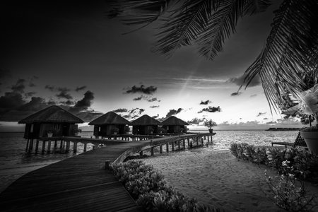 Black and white wooden bridge paradise island. Tropical coast landscape, palm trees white sand...