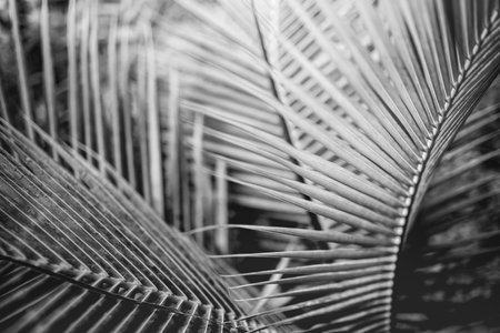 Abstract nature black and white palm leaf background decorative macro view. Dramatic light, monochrome natural closeup. Exotic tropical pattern, beautiful meditation spa lonelinessの写真素材