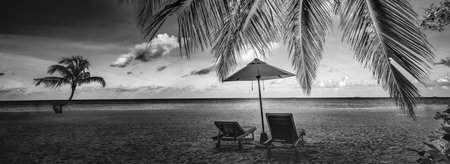 Beautiful tropical beach and sea with coconut palm tree at Maldives. Black and white beach scene. Relaxing tropical landscape with boost contrast clarity. Leisure lifestyleの写真素材