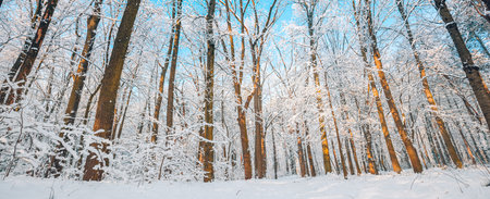 Panorama of winter nature landscape sunrise. Christmas seasonal forest. Tranquil pathway snowy trees idyllic sunlight. Pine trees covered snow frosty evening. Beautiful winter pathの写真素材