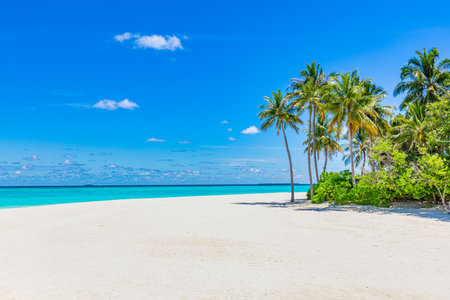 Tropical beach background as summer landscape coconut palm trees with beachfront white sand and calm sea for beach banner. Perfect beach scene vacation and summer holiday conceptの写真素材