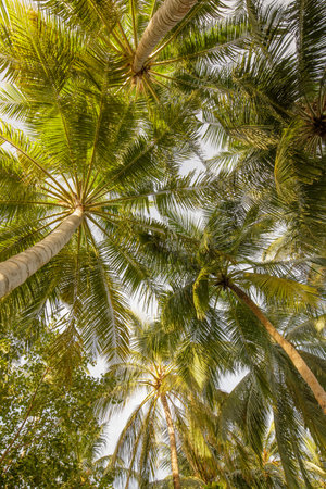 Summer beach palm trees against blue sky banner panorama, travel destination. Tropical background...