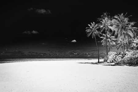 Tranquil black white beach. Dramatic island shore landscape, dark sky white sand. Monochrome tropical coast, silhouette of palm trees. Abstract nature summer travel wallpaperの写真素材
