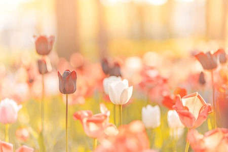 Amazing vintage tulip flowers blooming tulip field under background of blurry blooming flowers under sunset light. Romantic springtime nature beautiful natural spring sceneの写真素材
