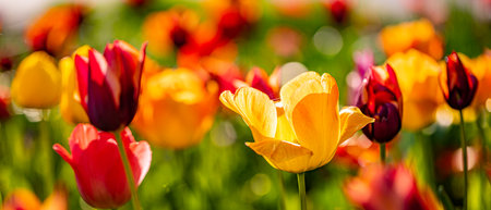 Floral wallpaper, sunny park garden landscape. Closeup buds of tulips fresh green leaves at blur floral background copy space. Spring tulip bloom in spring season, love flowersの写真素材