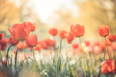 Amazing fresh tulip flowers blooming in tulip field under background of blurry vintage flowers under sunset light. Romantic springtime nature beautiful natural spring scene textureの写真素材