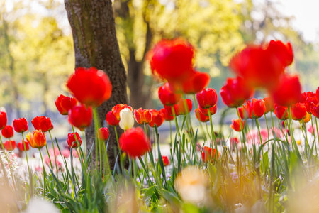 Beautiful bouquet of red tulips in spring nature closeup for card design. Tranquil city park, garden with blooming romantic flowers. Summer floral landscape sunny petals rays beamsの写真素材