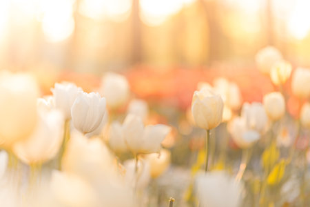 Vintage sunset tulip flowers blooming in tulip field under background of blurry springtime floral garden under sunlight. Romantic springtime nature beautiful natural lovely springの写真素材