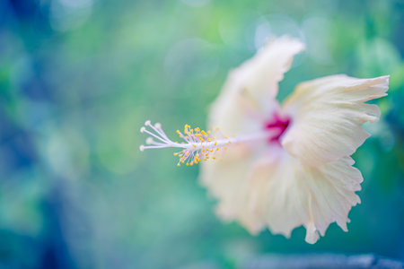 Beautiful closeup Hibiscus flower in soft focus. Yellow blooming Queen tropics. Hibiscus blossom natural bokeh foliage background. Dream romantic love floral nature beauty springの写真素材