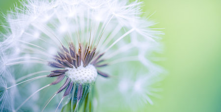 Macro image of dandelions with morning dew, raindrops, natural blue green blurred spring background, selective focus. Calmness inspire concept, closeup dandelion, beautiful natureの写真素材