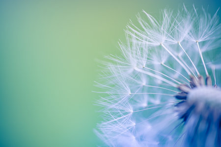 Macro image of dandelions with morning dew, raindrops, natural blue green blurred spring background, selective focus. Calmness inspire concept, closeup dandelion, beautiful natureの写真素材