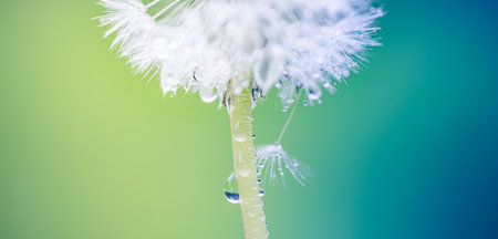 Macro image of dandelions with morning dew, raindrops, natural blue green blurred spring background, selective focus. Calmness inspire concept, closeup dandelion, beautiful natureの写真素材