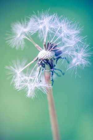 Macro image of dandelions with morning dew, raindrops, natural blue green blurred spring background, selective focus. Calmness inspire concept, closeup dandelion, beautiful natureの写真素材