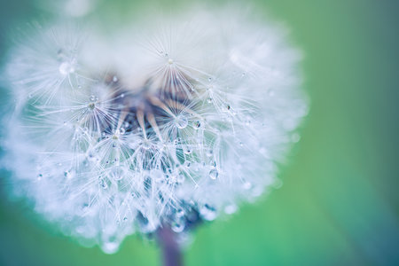 Macro image of dandelions with morning dew raindrops, natural blue green blurred spring background, selective focus. Calmness inspire concept, closeup dandelion, beautiful natureの写真素材