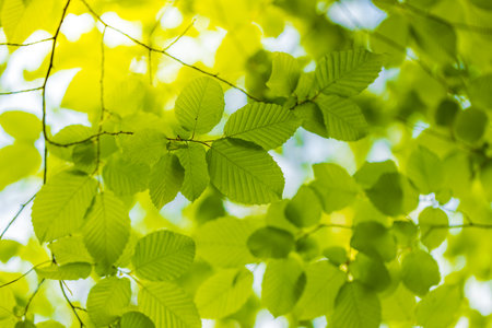 Green leaves background. Fresh green panoramic wallpaper. Calm peaceful serene greenery lush foliage. Summer plants texture abstract nature pattern. Spa wellbeing meditationの写真素材
