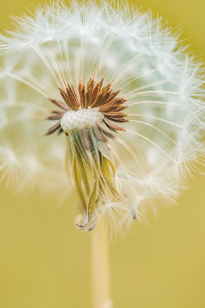 Green summer meadow dandelions sunset. Nature background. Abstract dandelion flower background. Floral macro closeup. Vintage style fantasy dreamy blurred natural beautiful fieldの写真素材