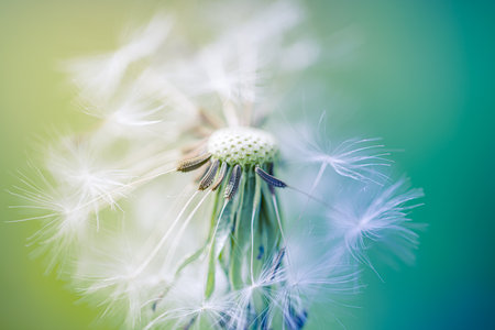 Dream closeup, beautiful dandelion and blurred blue and green background, soft artistic macro flower and nature concept. Inspirational nature bannerの写真素材