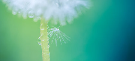 Beautiful water drops on a dandelion flower seeds macro in nature. Beautiful deep saturated blue and turquoise background. Artistic spring nature, meadow field closeupの写真素材