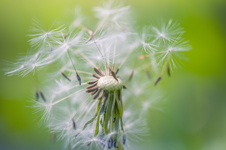 Dream closeup, beautiful dandelion and blurred blue and green background, soft artistic macro flower and nature concept. Inspirational nature bannerの写真素材