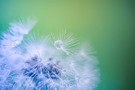 Beautiful water drops on a dandelion flower seeds macro in nature. Beautiful deep saturated blue and turquoise background. Artistic spring nature, meadow field closeupの写真素材