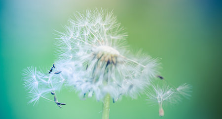 Dream closeup, beautiful dandelion and blurred blue and green background, soft artistic macro flower and nature concept. Inspirational nature bannerの写真素材