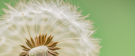 Dream closeup, beautiful dandelion and blurred blue and green background, soft artistic macro flower and nature concept. Inspirational nature patternの写真素材