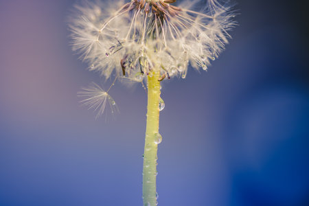 Beautiful water drops on a dandelion flower seeds macro in nature. Beautiful deep saturated blue and turquoise background. Artistic spring nature, meadow field closeupの写真素材