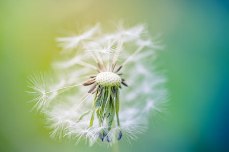 Dream closeup, beautiful dandelion and blurred blue and green background, soft artistic macro flower and nature concept. Inspirational nature bannerの写真素材