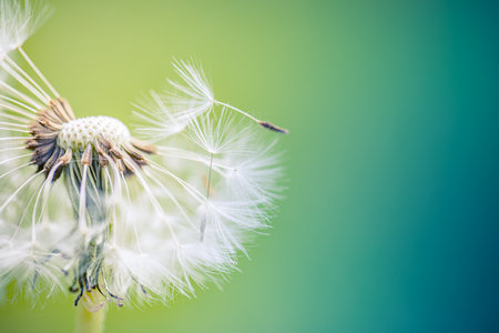 Dream closeup, beautiful dandelion and blurred blue and green background, soft artistic macro flower and nature concept. Inspirational nature bannerの写真素材